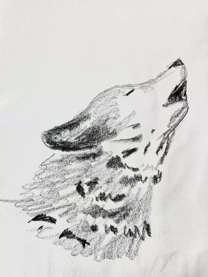 pencil drawing of a wolf howling 